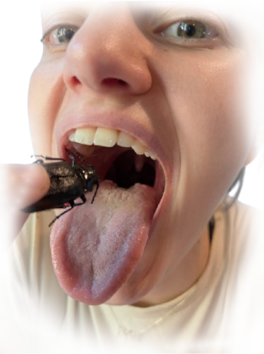 Tick Fest